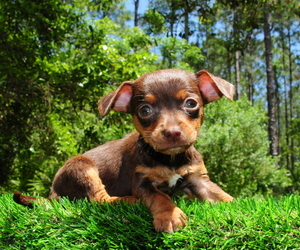 Chiweenie Puppy for sale in SAINT AUGUSTINE, FL, USA