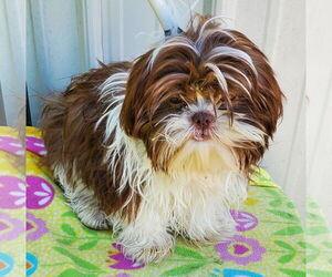Shih Tzu Dogs for adoption in Mountain View, MO, USA
