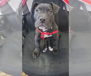 Staffordshire Bull Terrier-Unknown Mix Dogs for adoption in Princeton, MN, USA