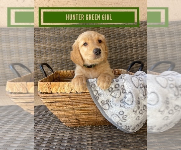 Medium Photo #13 Golden Retriever Puppy For Sale in PEORIA, AZ, USA