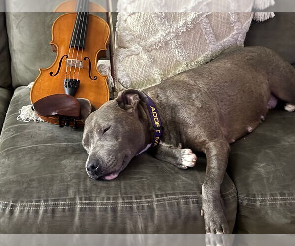 Medium Photo #1 American Pit Bull Terrier Puppy For Sale in Cromwell, KY, USA