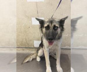 German Shorthaired Pointer-Siberian Husky Mix Dogs for adoption in Riverside, CA, USA