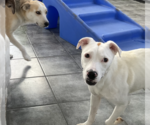 Small Photo #4 Labrador Retriever-Unknown Mix Puppy For Sale in Plainfield, IL, USA