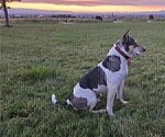 Small Photo #1 Rat Terrier Puppy For Sale in ELLENSBURG, WA, USA
