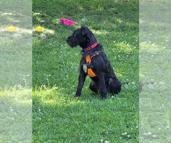 Medium Photo #2 Labrador Retriever-Unknown Mix Puppy For Sale in Hillsboro, MO, USA