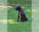 Small #1 Labrador Retriever Mix
