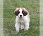 Small Photo #8 Saint Bernard Puppy For Sale in FREDERICKSBG, OH, USA