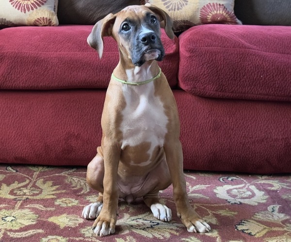 Medium Photo #17 Boxer Puppy For Sale in FONTANA, CA, USA