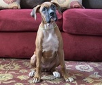Puppy 3 Boxer