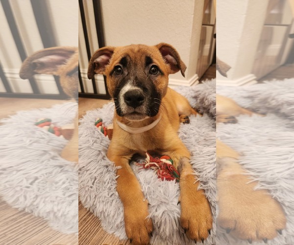 Medium Photo #2 German Shepherd Dog-Unknown Mix Puppy For Sale in Mission Viejo, CA, USA