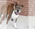 Small #9 Boxer Mix