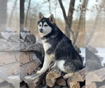 Small Photo #29 Alaskan Klee Kai-Pomsky Mix Puppy For Sale in STAPLES, MN, USA