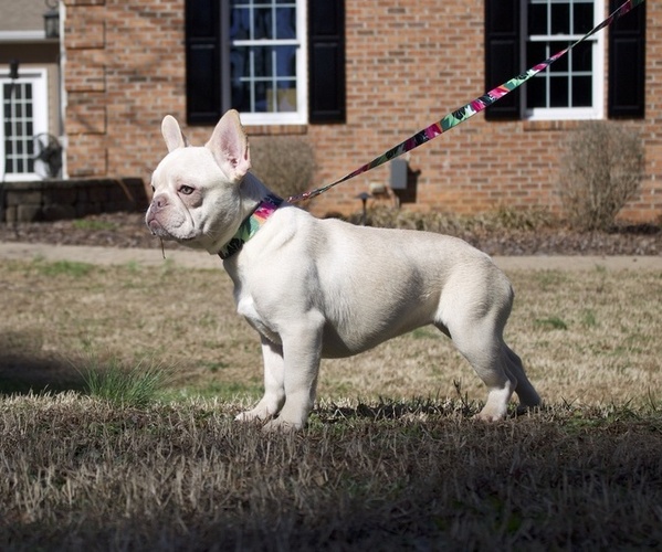 Medium Photo #1 French Bulldog Puppy For Sale in HIGH POINT, NC, USA