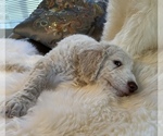Small Photo #18 Goldendoodle Puppy For Sale in DAVIS, CA, USA