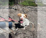 Small Photo #20 Mutt Puppy For Sale in Elmsford, NY, USA