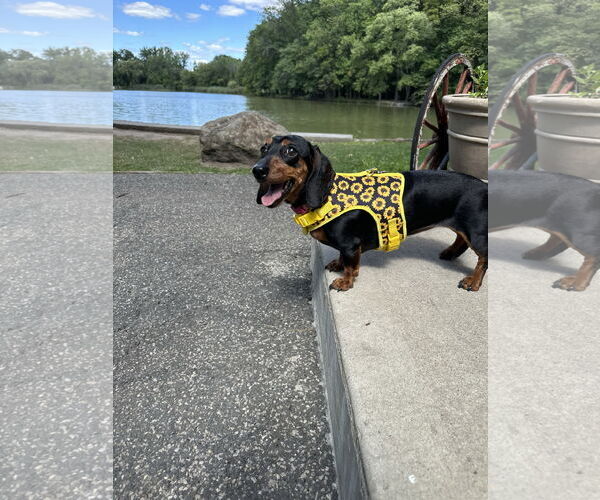 Medium Photo #2 Dachshund Puppy For Sale in Fruitland, SC, USA