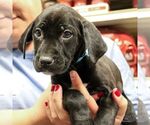 Small #6 Labrador Retriever Mix