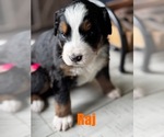 Small #11 Bernese Mountain Dog