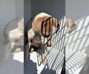 American Pit Bull Terrier Dogs for adoption in Houston, TX, USA