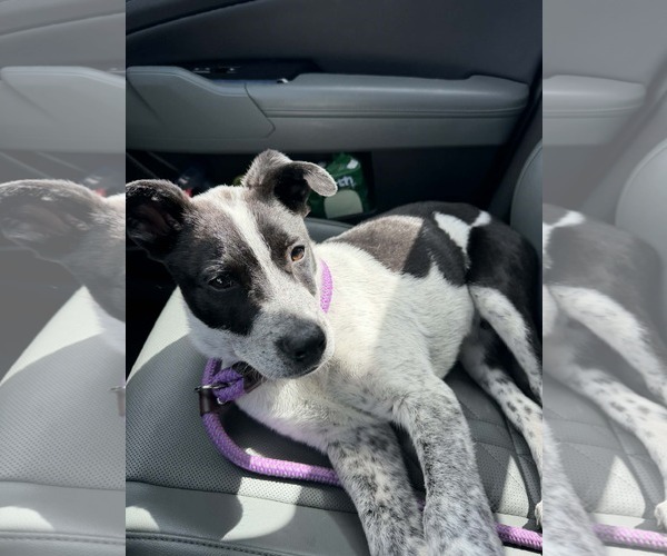 Medium Photo #8 Mutt Puppy For Sale in Sandy, UT, USA