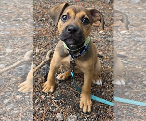 Mutt Dogs for adoption in Clarkston, MI, USA