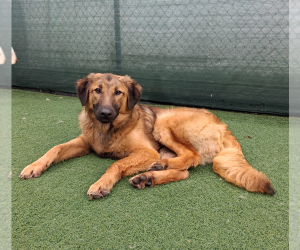 Medium Photo #5 Mutt Puppy For Sale in Rockaway, NJ, USA