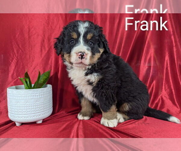 Medium Photo #3 Bernese Mountain Dog Puppy For Sale in CANON CITY, CO, USA