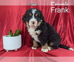 Small #2 Bernese Mountain Dog