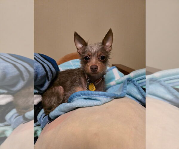 Medium Photo #3 Mutt Puppy For Sale in Andover, MN, USA