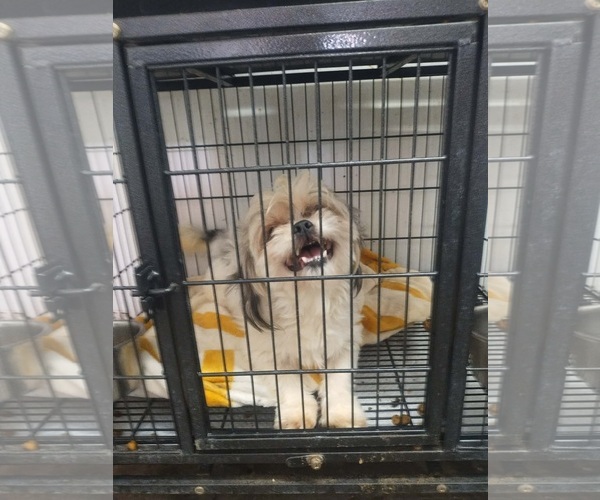 Medium Photo #1 Mutt Puppy For Sale in Grafton, WI, USA