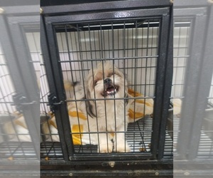 Mutt Dogs for adoption in Grafton, WI, USA