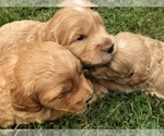 Small Photo #4 Goldendoodle Puppy For Sale in NEWPORT BEACH, CA, USA