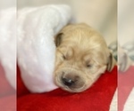 Small Photo #32 Golden Retriever Puppy For Sale in RICHMOND, TX, USA