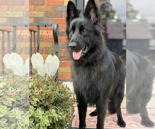 Medium Photo #5 German Shepherd Dog Puppy For Sale in Gretna, NE, USA