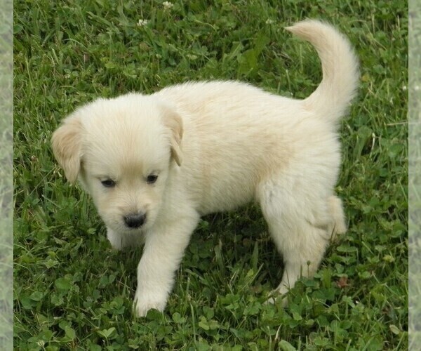 Medium Photo #3 Golden Retriever Puppy For Sale in VERMONTVILLE, MI, USA
