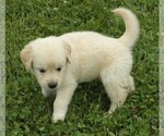 Small Photo #3 Golden Retriever Puppy For Sale in VERMONTVILLE, MI, USA