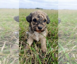 Aussie-Poo-Aussiedoodle Mix Puppy for sale in TAYLOR, TX, USA