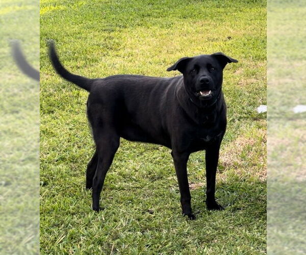 Medium Photo #7 Labrador Retriever-Unknown Mix Puppy For Sale in Royal Palm Beach, FL, USA