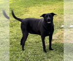 Small #6 Labrador Retriever Mix