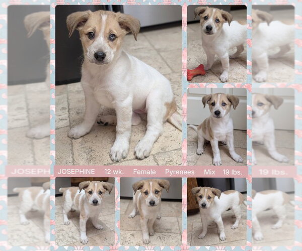 Medium Photo #4 Great Pyrenees-Unknown Mix Puppy For Sale in Mesa, AZ, USA