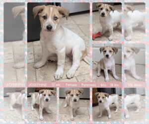 JOSEPHINE - Female Great Pyrenees-Unknown Mix Dog for Adoption - Photo #4