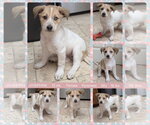 Small #3 Great Pyrenees Mix