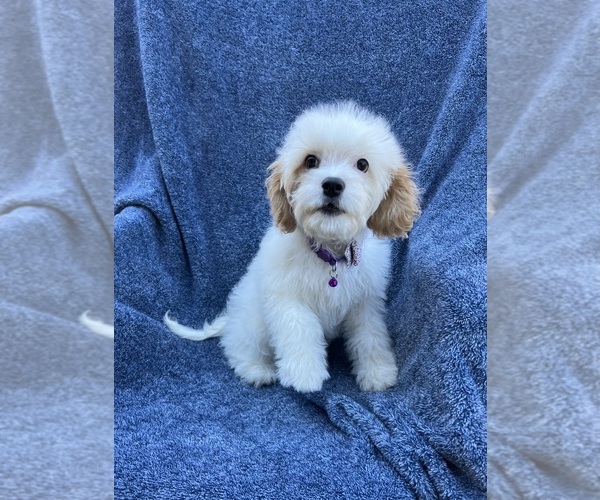 Medium Photo #1 Cavapoo Puppy For Sale in JEFFERSONVILLE, IN, USA