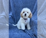 Small Photo #1 Cavapoo Puppy For Sale in JEFFERSONVILLE, IN, USA