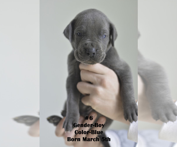 Medium Photo #6 Great Dane Puppy For Sale in FIELDING, UT, USA