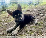 Small #4 Huskies  Mix