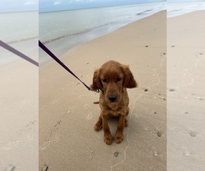 Irish Setter Puppy for sale in SOUTH HAVEN, MI, USA