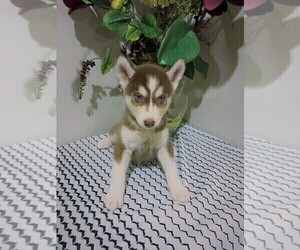 Siberian Husky Puppy for sale in INMAN, SC, USA