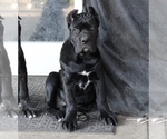 Puppy Blue Collar Cane Corso