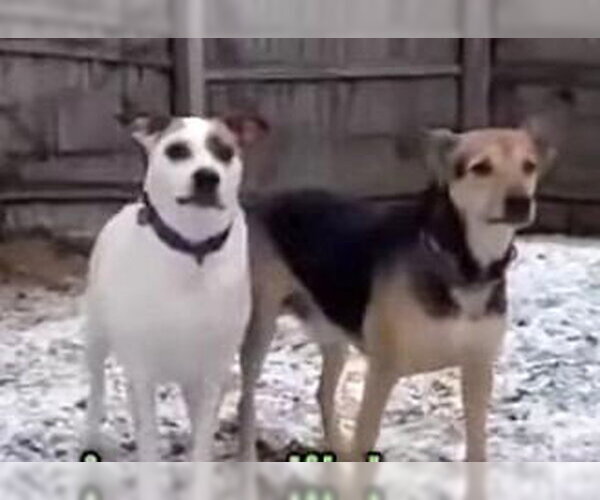 Medium Photo #39 Mutt Puppy For Sale in Boonton, NJ, USA